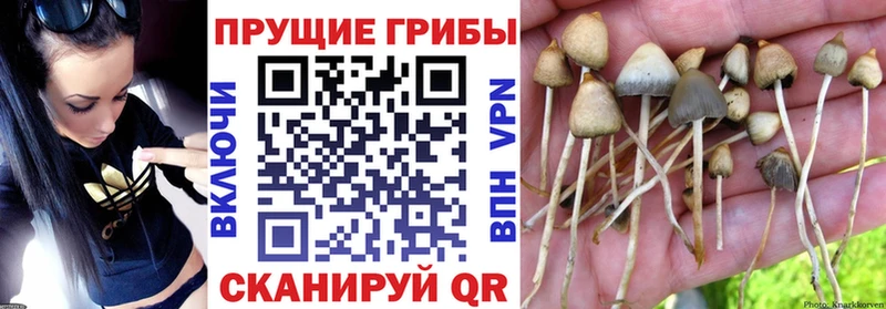 Псилоцибиновые грибы Cubensis  цена наркотик  Ахтырский 